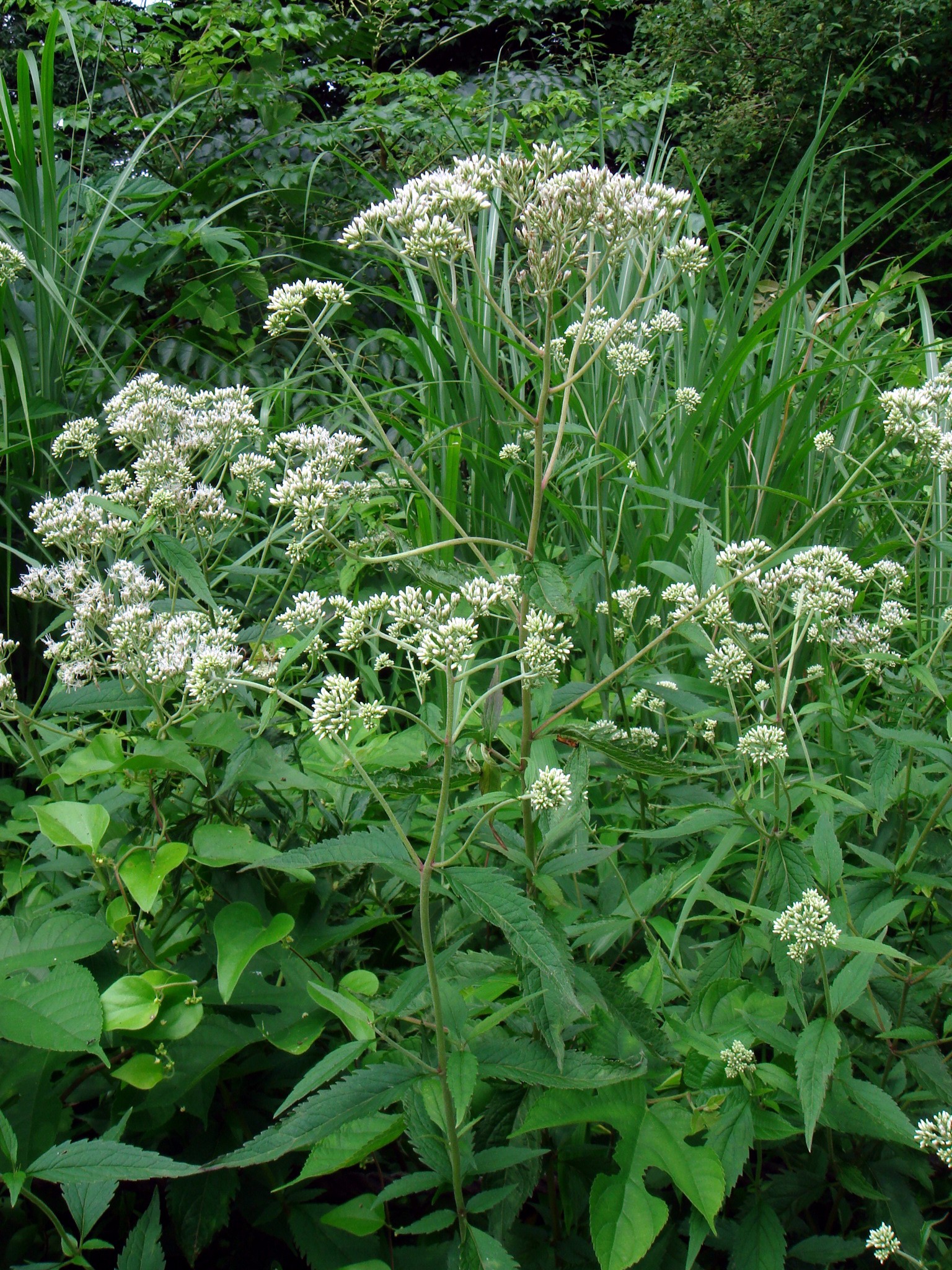 Eupatorium chinense L.